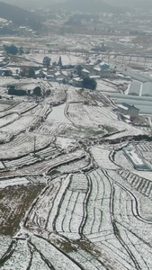 冬天农田农业种植雪景竖屏航拍视频