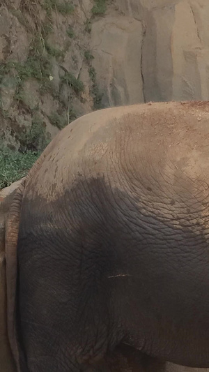 亚洲象实拍视频哺乳动物18秒视频