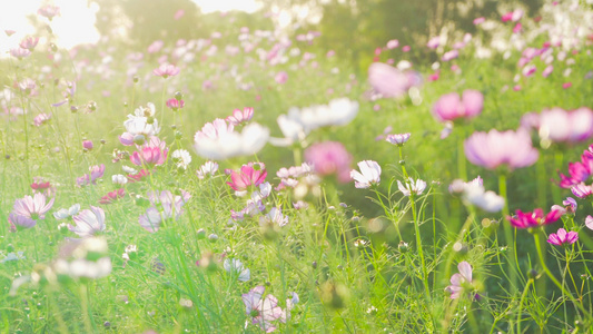 4K实拍逆光花朵唯美格桑花秋天花朵视频