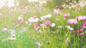 4K实拍逆光花朵唯美格桑花秋天花朵10秒视频