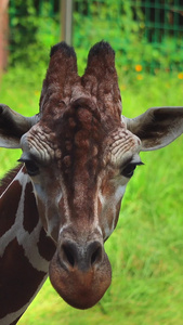 长颈鹿实拍动物园视频
