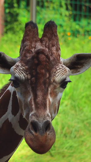长颈鹿实拍动物园16秒视频