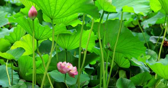 8K荷花池视频