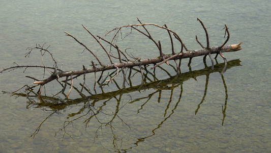 湖中的枯树视频