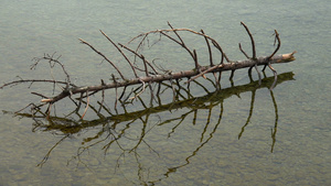 湖中的枯树17秒视频