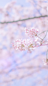 樱花花瓣飞舞视频