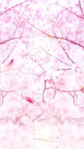 樱花花瓣飞舞视频