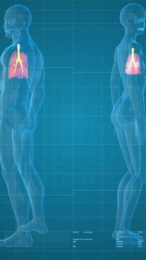 科技三维男女肺部分析展示30秒视频