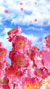 樱花背景素材视频