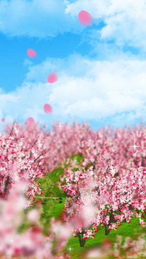 唯美的樱花背景素材30秒视频