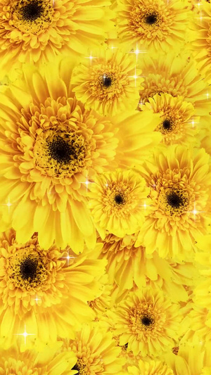 唯美的太阳花背景素材30秒视频
