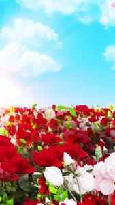 唯美的玫瑰花丛穿梭背景素材视频