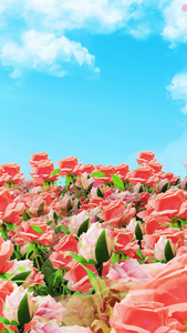 唯美的粉色玫瑰花背景素材视频