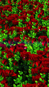 唯美的玫瑰花背景视频素材视频