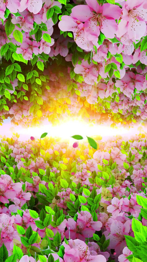 唯美的樱花穿梭背景视频素材30秒视频