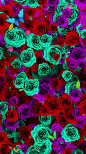 唯美的玫瑰花背景素材视频