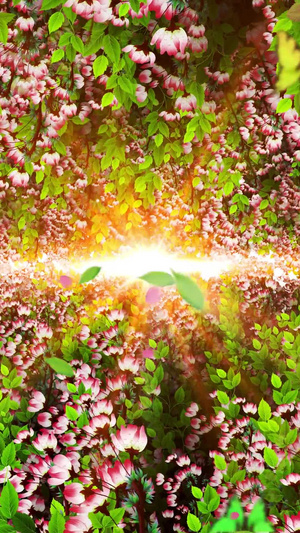 唯美的海棠花背景视频素材30秒视频
