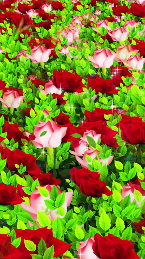 唯美的玫瑰花背景素材30秒视频