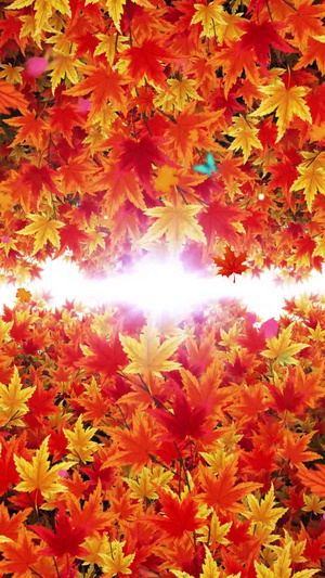 唯美的枫叶背景视频素材30秒视频