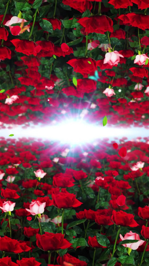 唯美的玫瑰花背景素材30秒视频