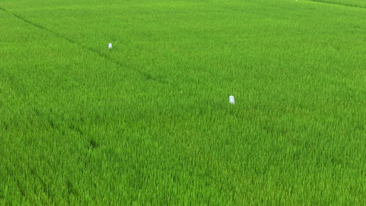 4K航拍智慧农田水稻种植基地视频