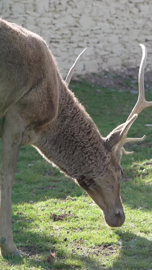 野生梅花鹿 保护动物27秒视频