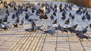 4k新疆伊宁市街道上的鸽子群19秒视频