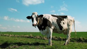荷兰牧场的牛23秒视频