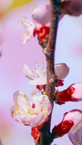 清明时节樱花树绽放特写生机盎然视频