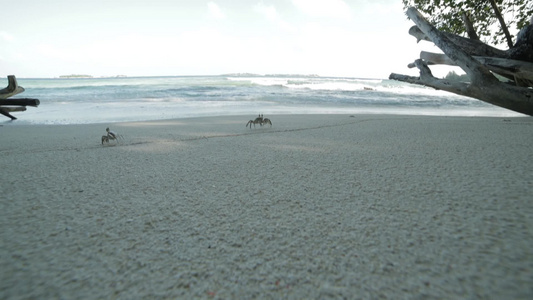 螃蟹在海滩上跑来跑去视频