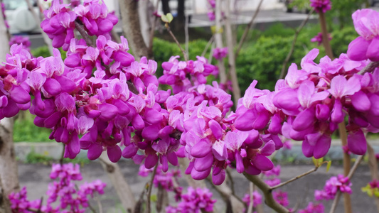 春天里的紫荆花花朵开放视频
