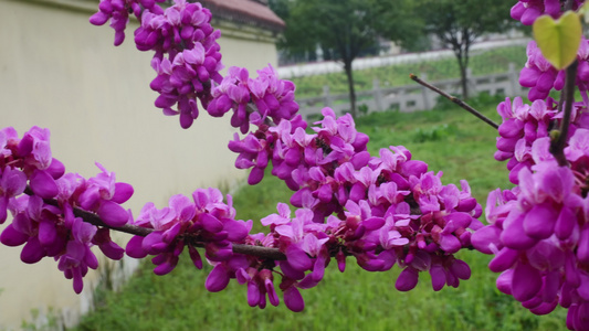 春天里的紫荆花花朵开放视频
