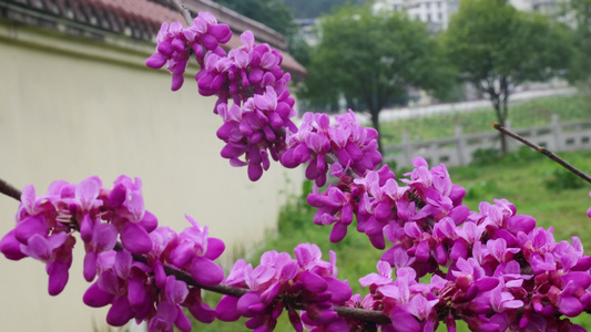 春天里的紫荆花花朵开放视频