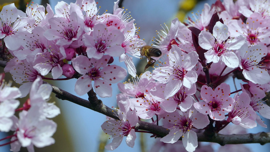 蜜蜂授粉桃花视频