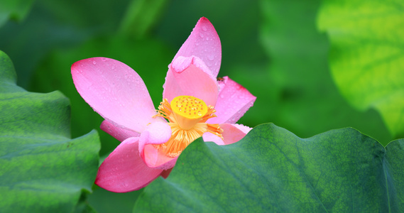 8K雨中荷花视频