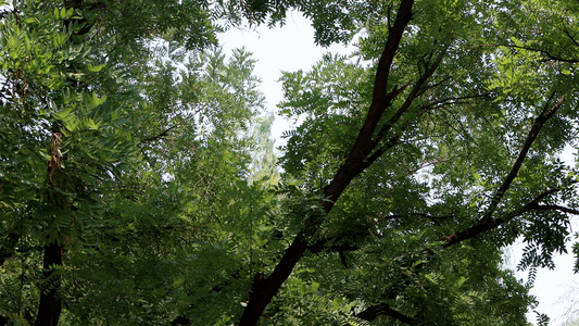 夏日天空中的槐树大树枝头上的树叶视频