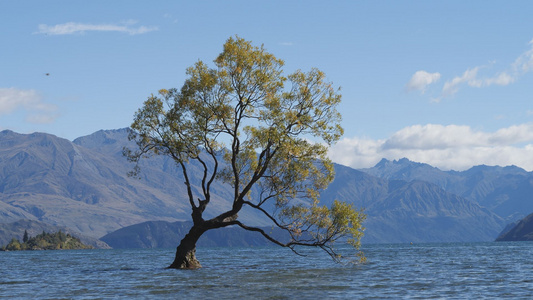 新西兰瓦纳卡湖孤独的树视频