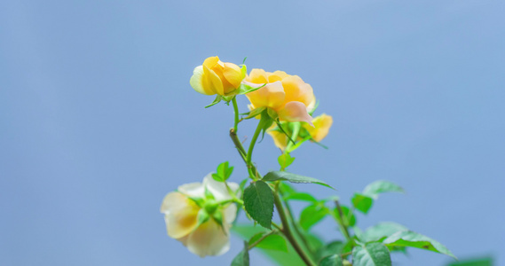 月季花开[芍药花]视频