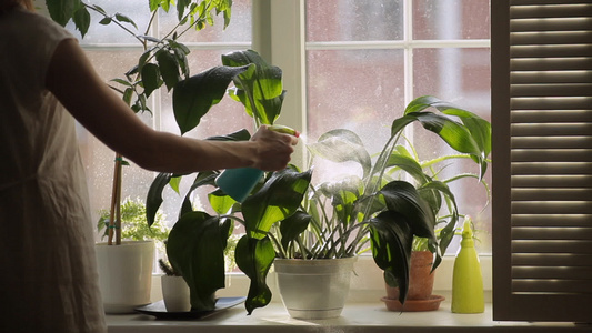 给植物浇水视频