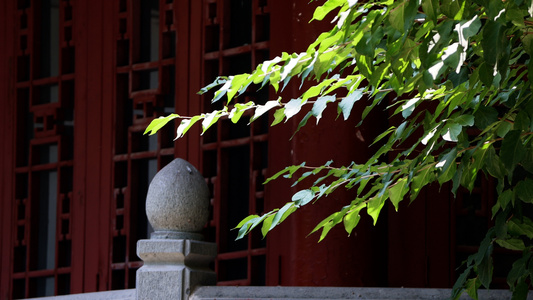 夏日古建筑红色窗户前角落的绿色树枝和树叶视频