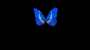 蓝色蝴蝶飞过文字展示12秒视频