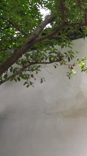 苏州园林网师园精美的雕砖5A景点30秒视频