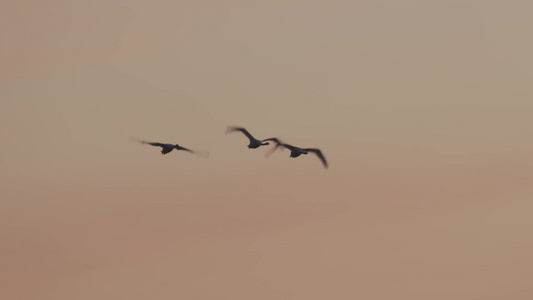 黄昏夕阳湖边余晖飞鸟合集视频