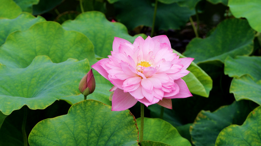 池塘的粉色莲花盛开了视频