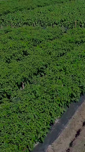 现代种植辣椒航拍农业科技视频