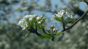 梨树梨花开在树上风吹梨花19秒视频