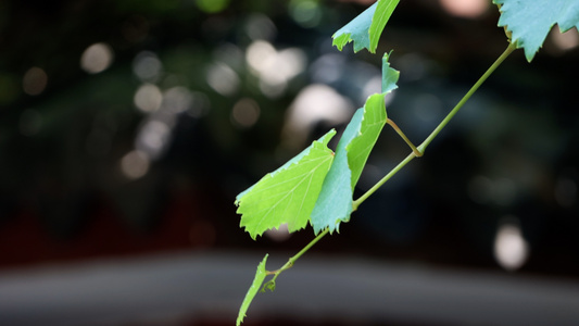 夏日生长中的一根葡萄藤嫩枝视频