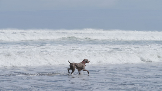 奥克兰Muriwai Beach 视频