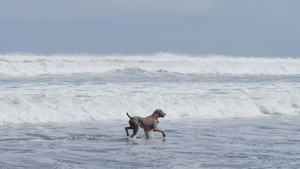 奥克兰海边冲浪的狗子52秒视频