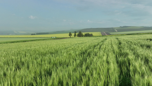 航拍呼伦贝尔垦区农田小麦地风景视频